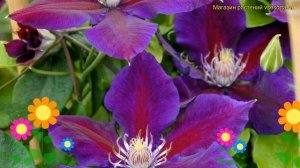 Клематис Юлька. Краткий обзор, описание характеристик