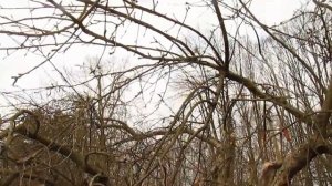 Обрезка старой, запущенной яблони.