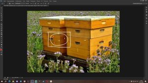Деление семьи на пол-лёта. Пасека с нуля