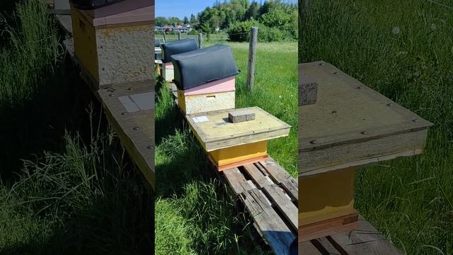 Вывод маток F1, качество-от чего зависит,подсадка, трут? смотреть онлайн