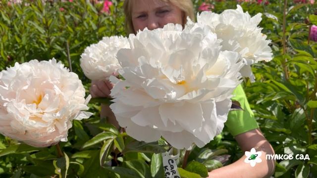 Carl G. Klehm peony. Карл Дж. Клехм пион. Пулков сад (2025 г.) смотреть онлайн