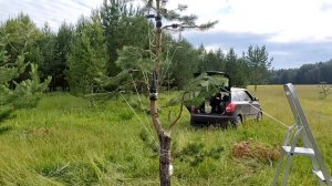 Полное формирование ниваки из сосен обыкновенных обр?