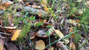 За чёрным груздём