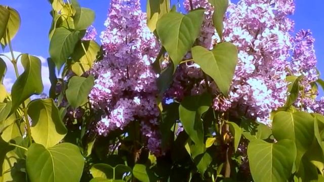 СИРЕНЬ ПОД НЕБОМ ГОЛУБЫМ смотреть онлайн