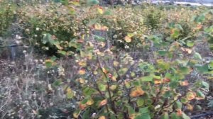 Фундук Трапезунд лучший препарат от болезней фундука