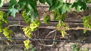 ВИНОГРАД Преображение на 10.07.22. в теплице.