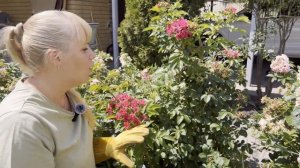 Сортовой шиповник Гротендортс и Хансаланд - обрезка и