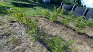 Голубика в опилках!!!