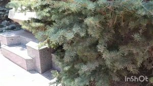 КРЫМ 2025, АВГУСТ, СЕВАСТОПОЛЬ.