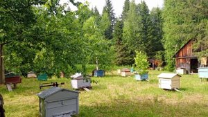Начался медосбор🍯🍯.Обстановка на 1 июля🐝.Пасека в л