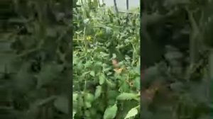 Как сохранить завязь на помидорах в теплице ! 5 июня 2025