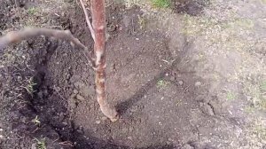 Как правильно посадить яблоню "Опал"