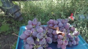 Виноград Урум