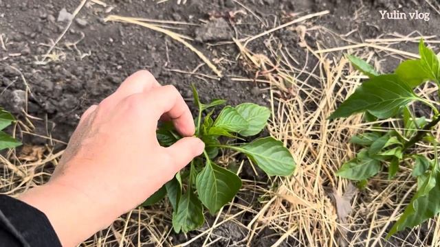 Первый цветок у перца — удалять или оставить? смотреть онлайн