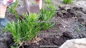 Корни молодого хрена