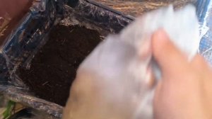 Как выращивать Грибы Шампиньоны дома часть 1