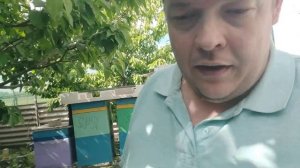 Воровство у пчел. Ответы на вопросы