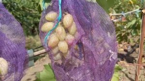 Принцесса 20 августа. Виноградник Щереденкова В. А.