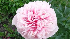 Эдчед Салмон.Махровый коралловый пион.Идеальной форм?