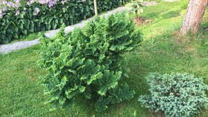 Хвойный Сад Надежды 26.»7.2025 часть 3