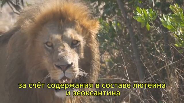 Что будет с телом, если есть тыкву каждый день? Правда, смотреть онлайн