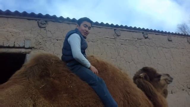 Туие уреткен палуан Бокен смотреть онлайн