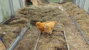 Курятник-Теплица Лучший вариант для зимы.Великое пере