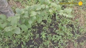 Суровые зимы в Сибири диктуют особые условия ухода за