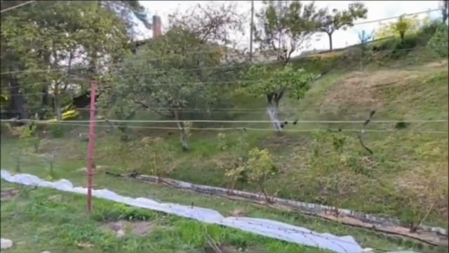 Выдержал ли виноград заморозки? Открываю и показываю смотреть онлайн