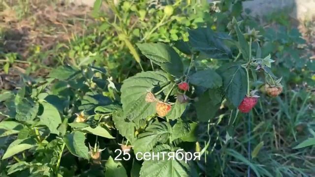 Умный Огород - 7 ч. ДОРОЖКИ ИЗ СОЛОМЫ. Не Нужно Поливать смотреть онлайн