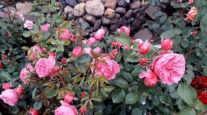 ✿➽  Роза Леонардо да Винчи в нашем саду 🌺🌿 сезон 2020?