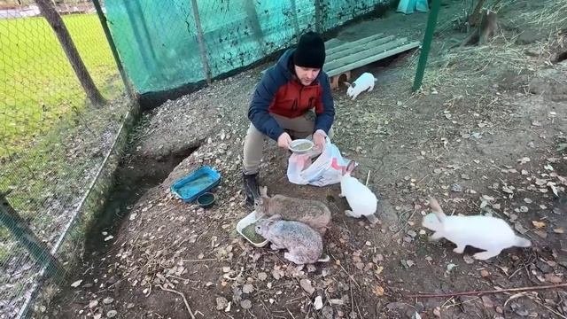 Чем кормить кроликов? Отзыв фермера-блогера о комбико?