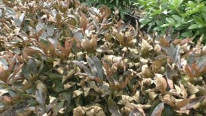 Болезни пионов "Ржавчина"