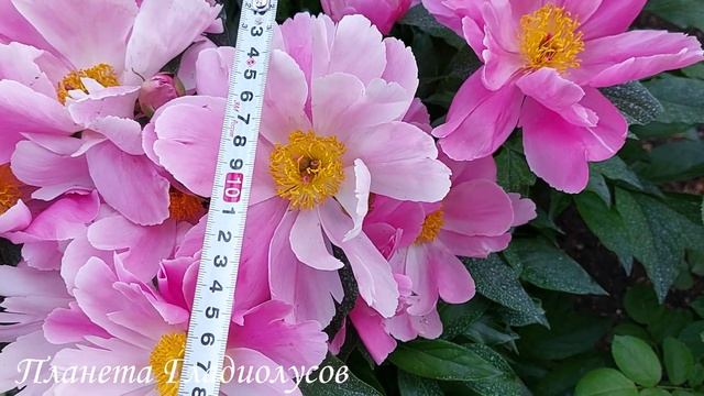 Соседи будут с завистью жалеть, что не посадили его ра? смотреть онлайн