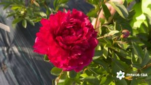 Grover Cleveland peony. Гровер Кливленд пион. Пулков сад (2025 г.)