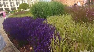 Шалфей. Котовник кошачий. И лаванда на одном поле. Фиол