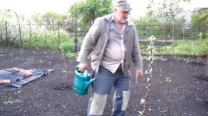 ПОКОРМКА МОЛОДЫХ ДЕРЕВЬЕВ АМИАЧНОЙ СЕЛИТРОЙ