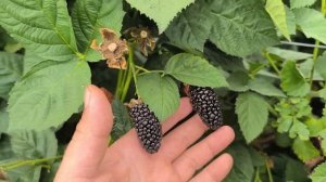 Ежевика сорт блек джем, неотапливаемая теплица.