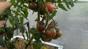 томат 🍅от семена Алтая, шоколадный, и как завязал и вк