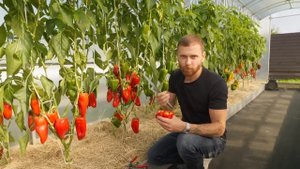 Крупноплодные перцы вырастить легко #дача #огород