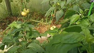 Собираю урожай. Перцы для тетушки. Куры - квахтушки. Гр?