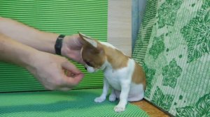 ВСЁ О ПРИВИВКАХ ЩЕНКОВ , ЧИПИРОВАНИЕ #ПРОДАЮЩЕНКОВЧИХ?