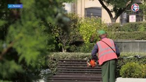 В сквере у памятника линкора «Севастополь» провели декоративную стрижку растений