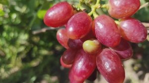 ВИНОГРАД .Мускатный шедевр от Калугина В.М. Вместе с Ка