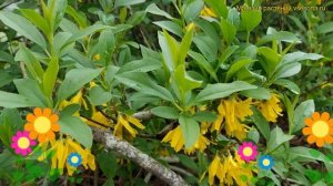 Форзиция Кумсом. Краткий обзор, описание характеристи