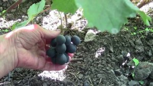 Муромцево  9 сентября  2025г Виноград на сегодня