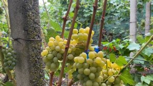 Прим ( Палатина ) - устойчивый бело ягодный, мускатный у