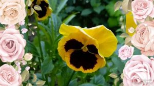 Цветы на клумбах