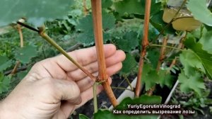 🍇 Не ОБРЕЗАЙ ВИНОГРАД, пока не убедишься в ВЫЗРЕВАНИИ