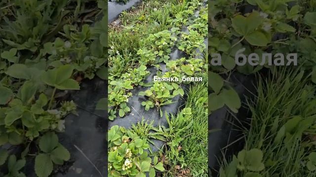 Какие сорта клубники выжили в заморозке смотреть онлайн